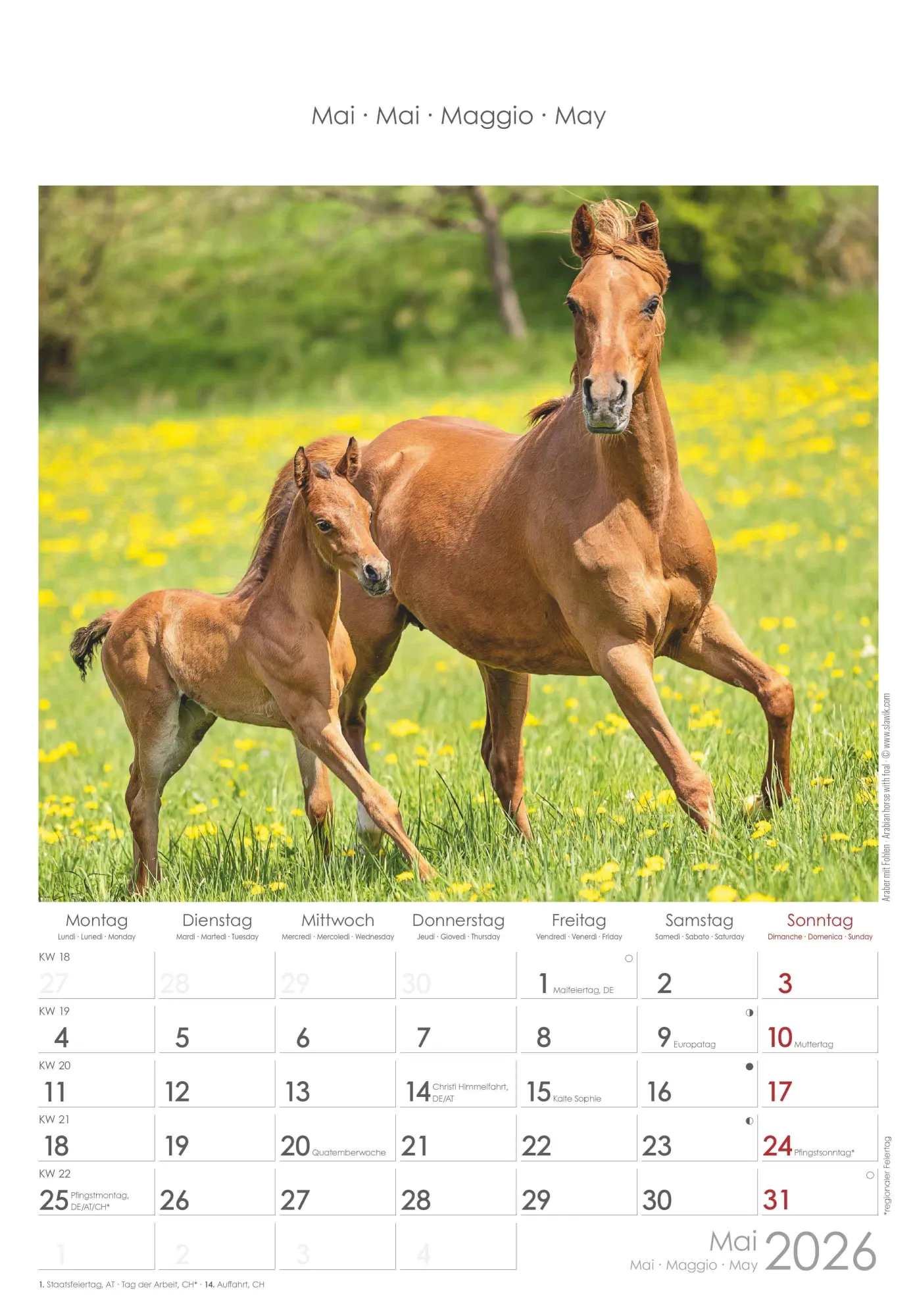 Bild: 4069095004894 | Pferde 2026 - Bildkalender 23,7x34 cm - Kalender mit Platz für...