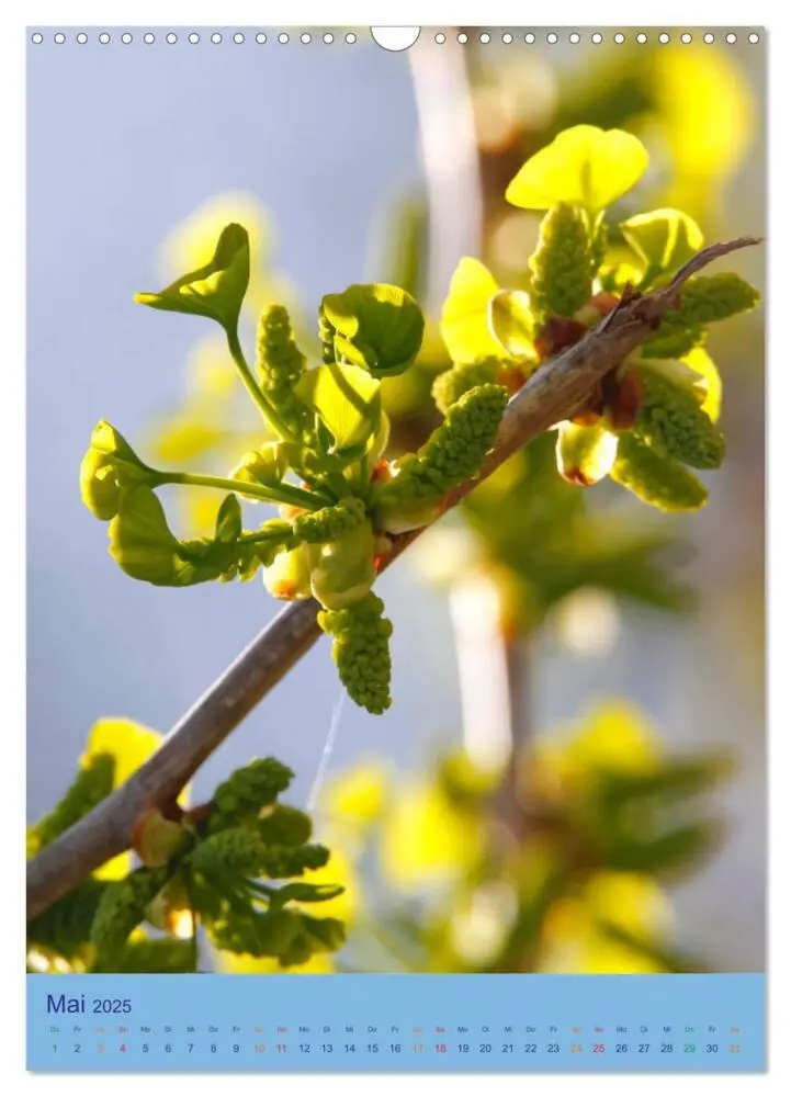 Bild: 9783435974894 | Ginkgo (Wandkalender 2025 DIN A3 hoch), CALVENDO Monatskalender | 2025