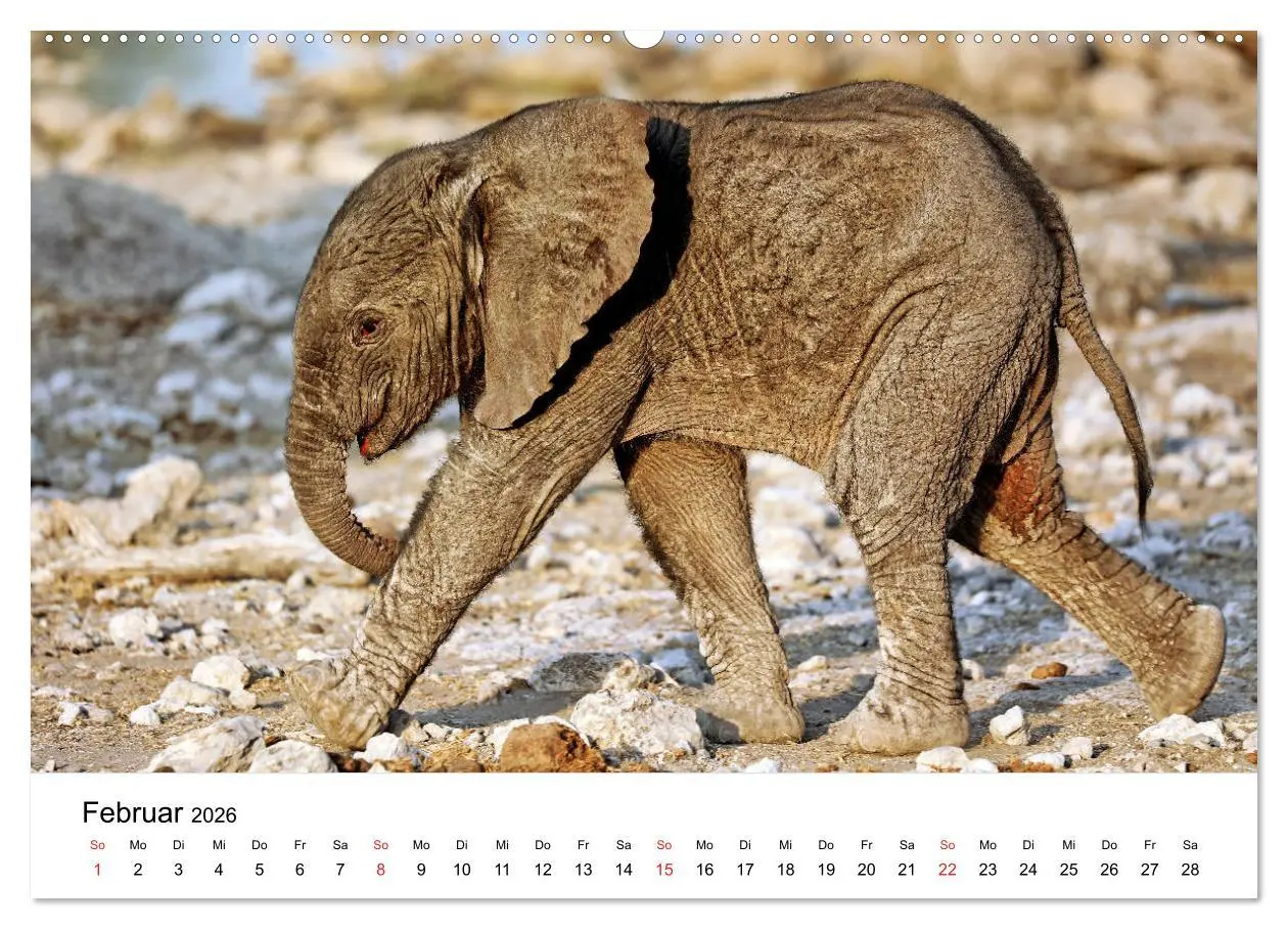 Bild: 9783457684894 | Namibias Elefanten (hochwertiger Premium Wandkalender 2026 DIN A2...