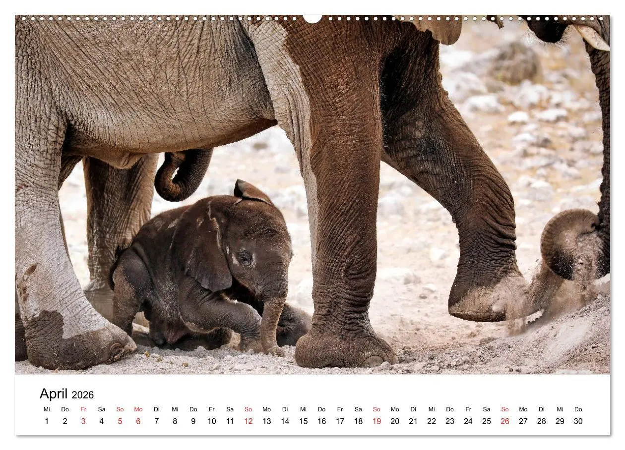 Bild: 9783457684894 | Namibias Elefanten (hochwertiger Premium Wandkalender 2026 DIN A2...