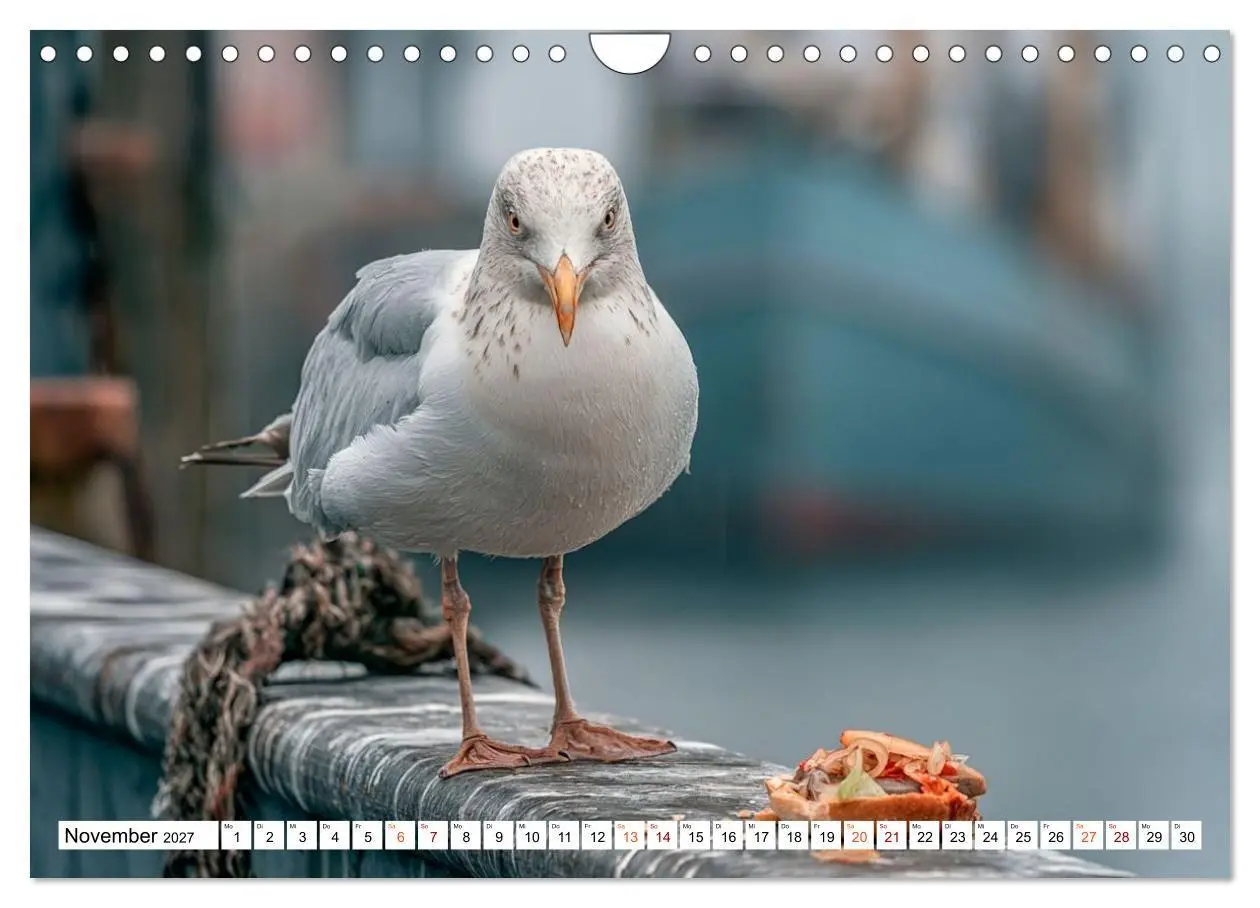 Bild: 9783594374894 | Typisch Möwe! (Wandkalender 2027 DIN A4 quer), CALVENDO Monatskalender