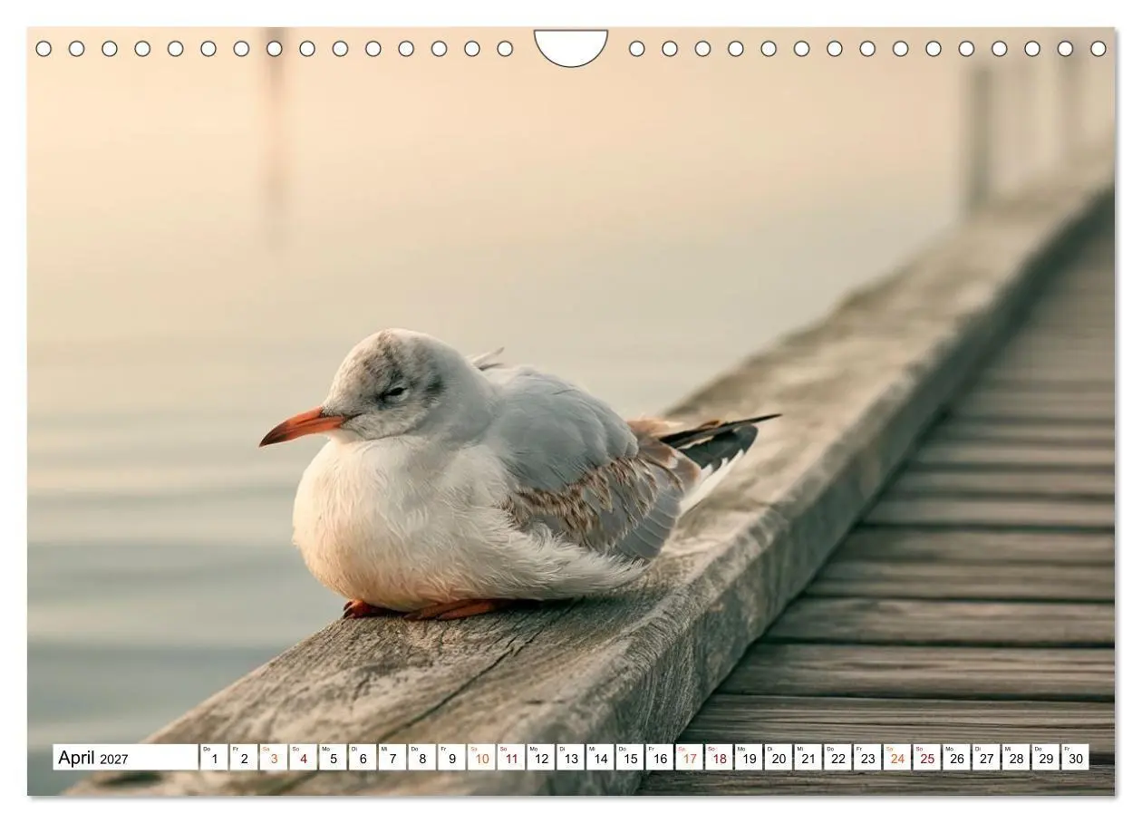 Bild: 9783594374894 | Typisch Möwe! (Wandkalender 2027 DIN A4 quer), CALVENDO Monatskalender