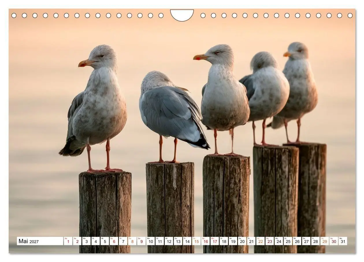 Bild: 9783594374894 | Typisch Möwe! (Wandkalender 2027 DIN A4 quer), CALVENDO Monatskalender