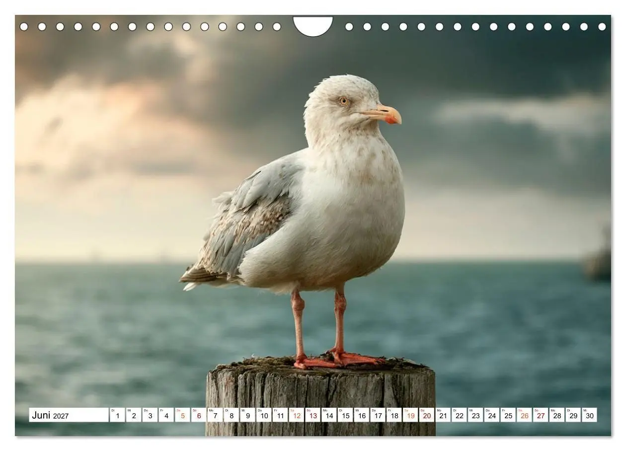 Bild: 9783594374894 | Typisch Möwe! (Wandkalender 2027 DIN A4 quer), CALVENDO Monatskalender