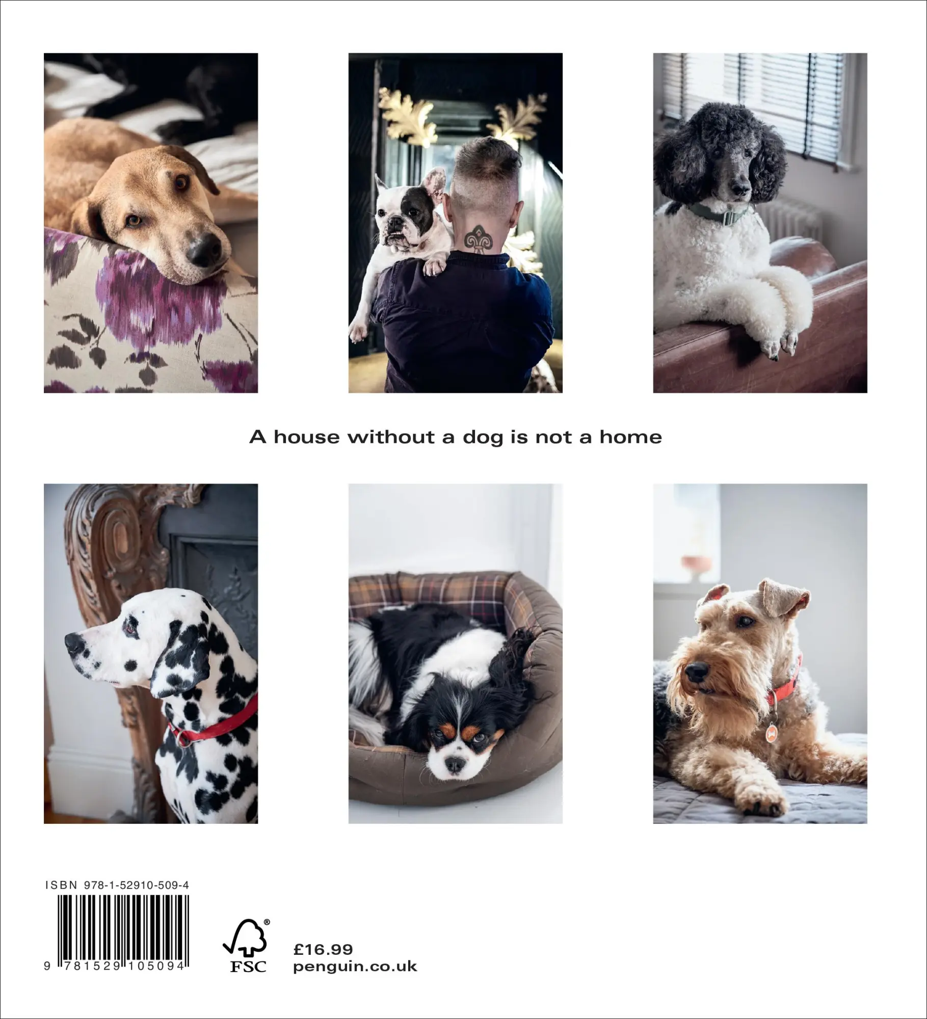 Rückseite: 9781529105094 | Dogs at Home | Marianne Cotterill | Buch | Gebunden | Englisch | 2021