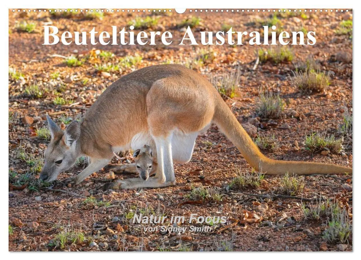 Cover: 9783516105094 | Beuteltiere Australiens (Wandkalender 2026 DIN A2 quer), CALVENDO...