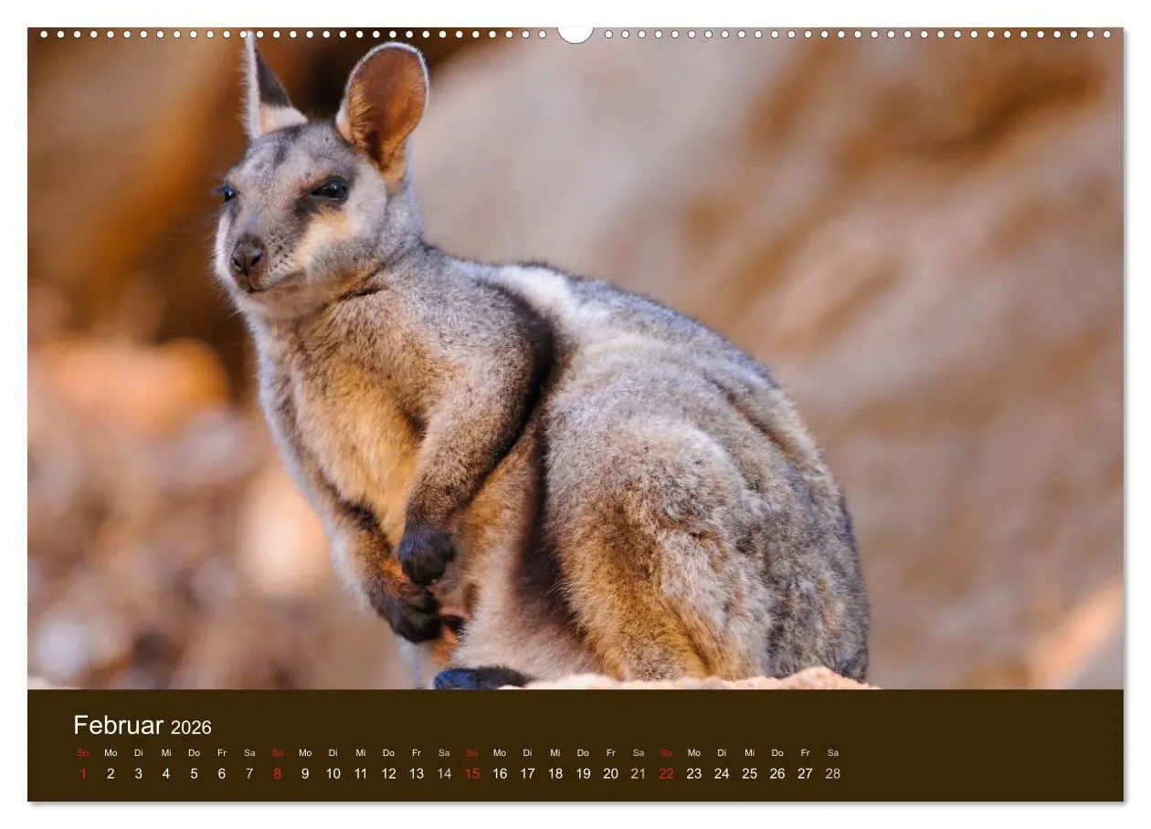 Bild: 9783516105094 | Beuteltiere Australiens (Wandkalender 2026 DIN A2 quer), CALVENDO...
