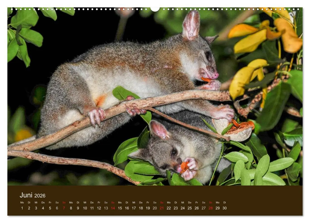 Bild: 9783516105094 | Beuteltiere Australiens (Wandkalender 2026 DIN A2 quer), CALVENDO...