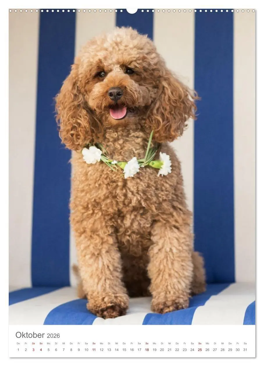 Bild: 9783516655094 | Maltipoo - Malteser - Pudel 2026 (hochwertiger Premium Wandkalender...