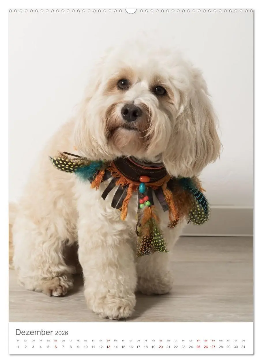 Bild: 9783516655094 | Maltipoo - Malteser - Pudel 2026 (hochwertiger Premium Wandkalender...