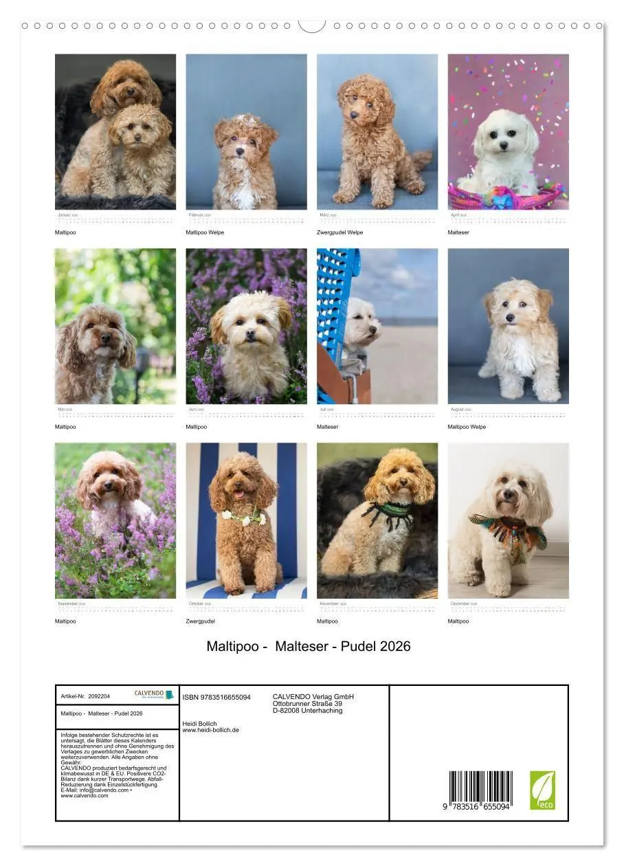 Bild: 9783516655094 | Maltipoo - Malteser - Pudel 2026 (hochwertiger Premium Wandkalender...