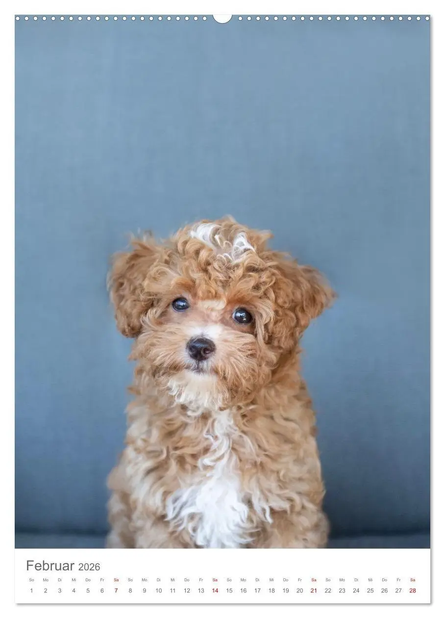 Bild: 9783516655094 | Maltipoo - Malteser - Pudel 2026 (hochwertiger Premium Wandkalender...