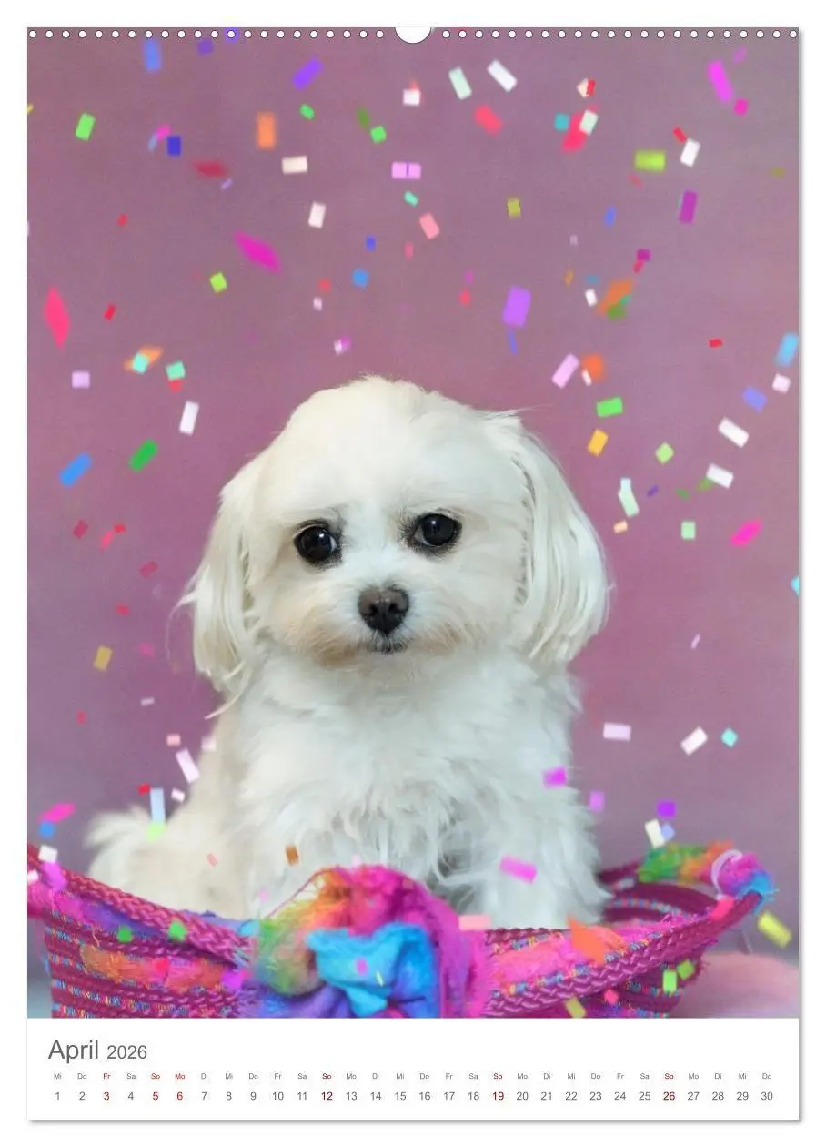 Bild: 9783516655094 | Maltipoo - Malteser - Pudel 2026 (hochwertiger Premium Wandkalender...