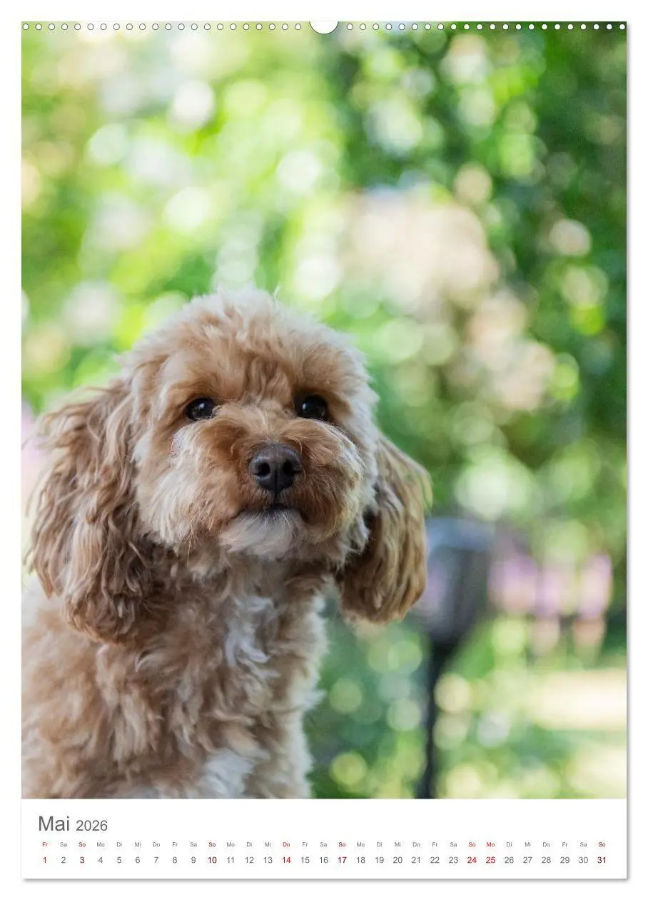 Bild: 9783516655094 | Maltipoo - Malteser - Pudel 2026 (hochwertiger Premium Wandkalender...