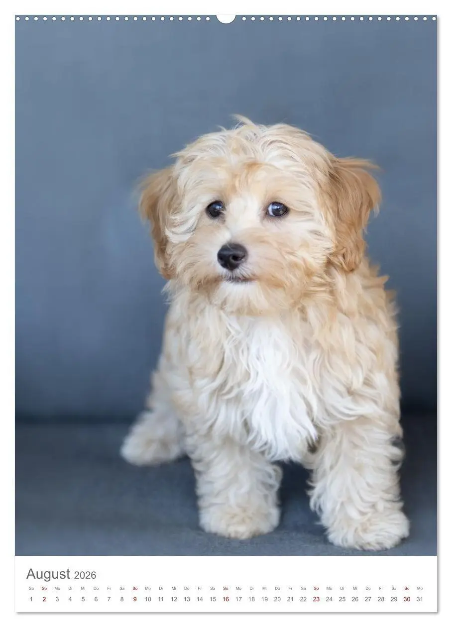 Bild: 9783516655094 | Maltipoo - Malteser - Pudel 2026 (hochwertiger Premium Wandkalender...