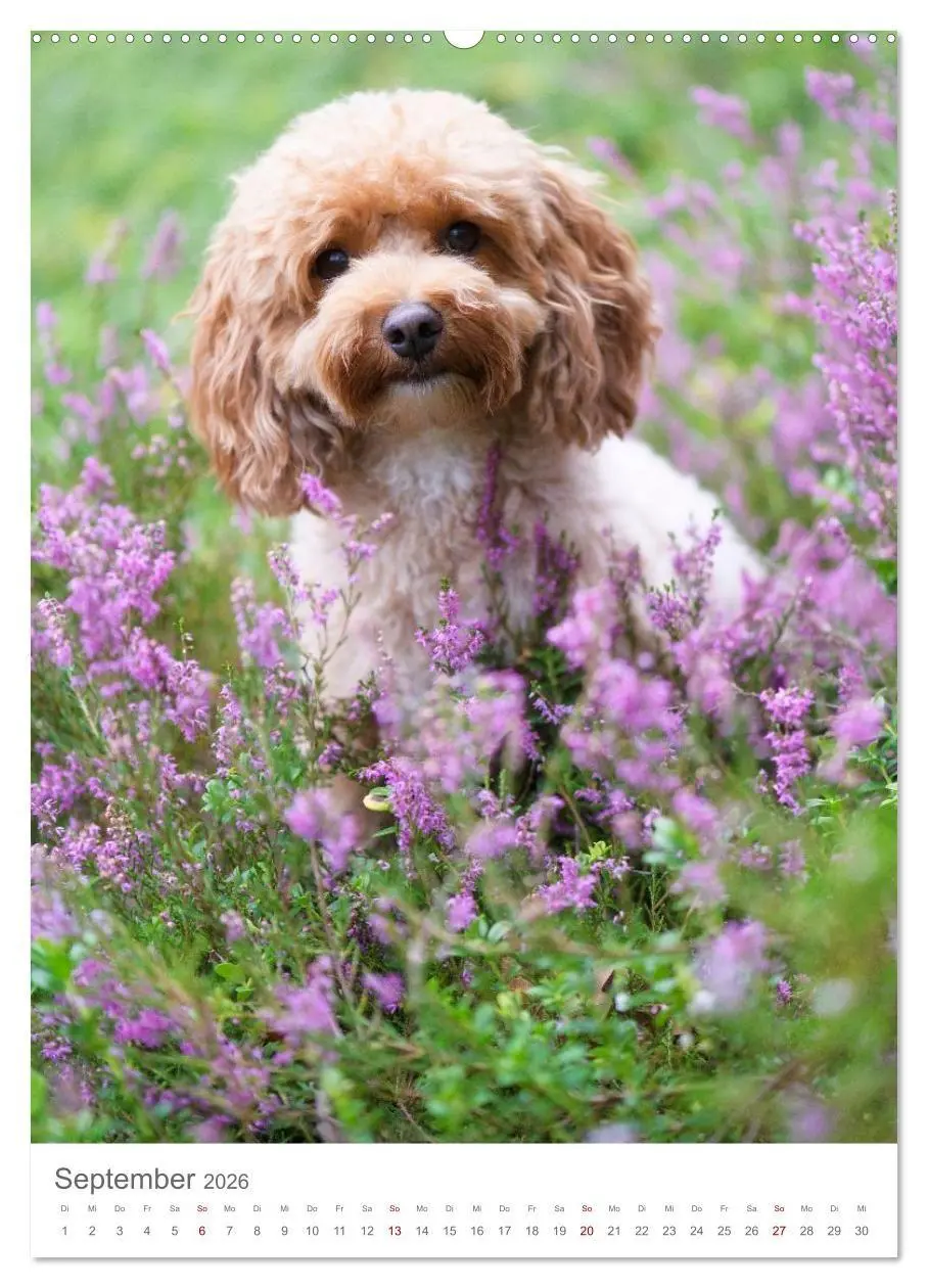 Bild: 9783516655094 | Maltipoo - Malteser - Pudel 2026 (hochwertiger Premium Wandkalender...