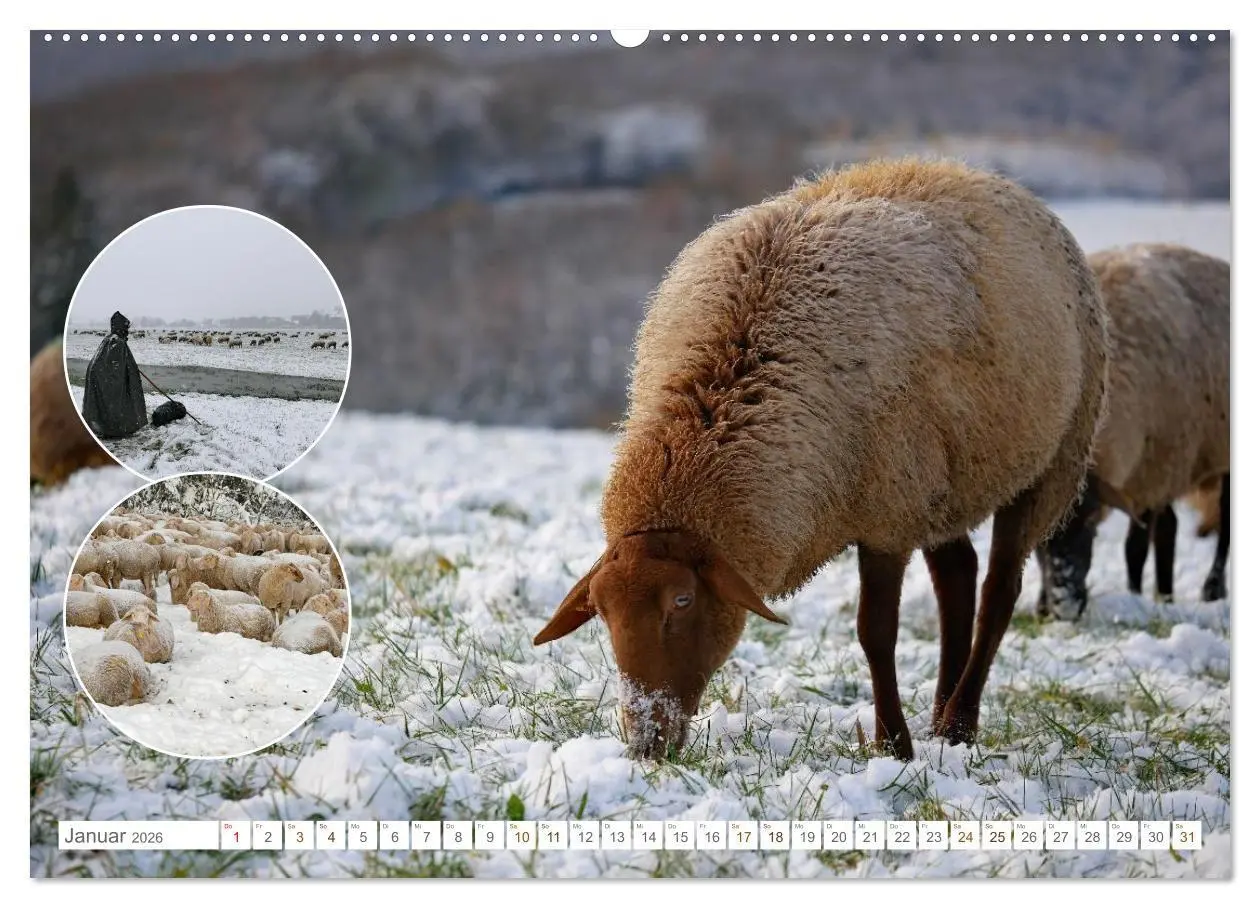 Bild: 9783516725094 | Weidetiere - Landschaftsgestalter seit Jahrhunderten (Wandkalender...