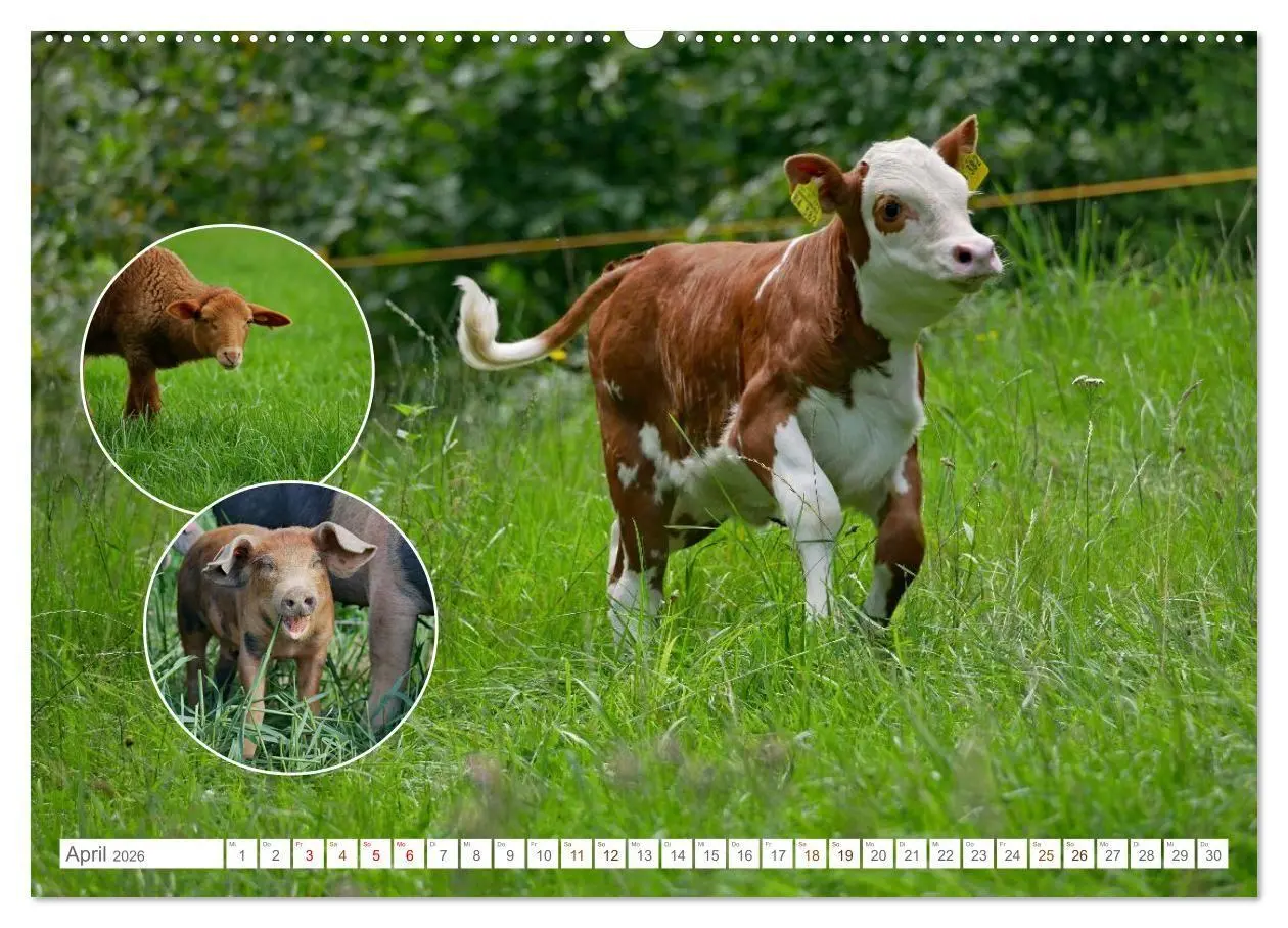 Bild: 9783516725094 | Weidetiere - Landschaftsgestalter seit Jahrhunderten (Wandkalender...