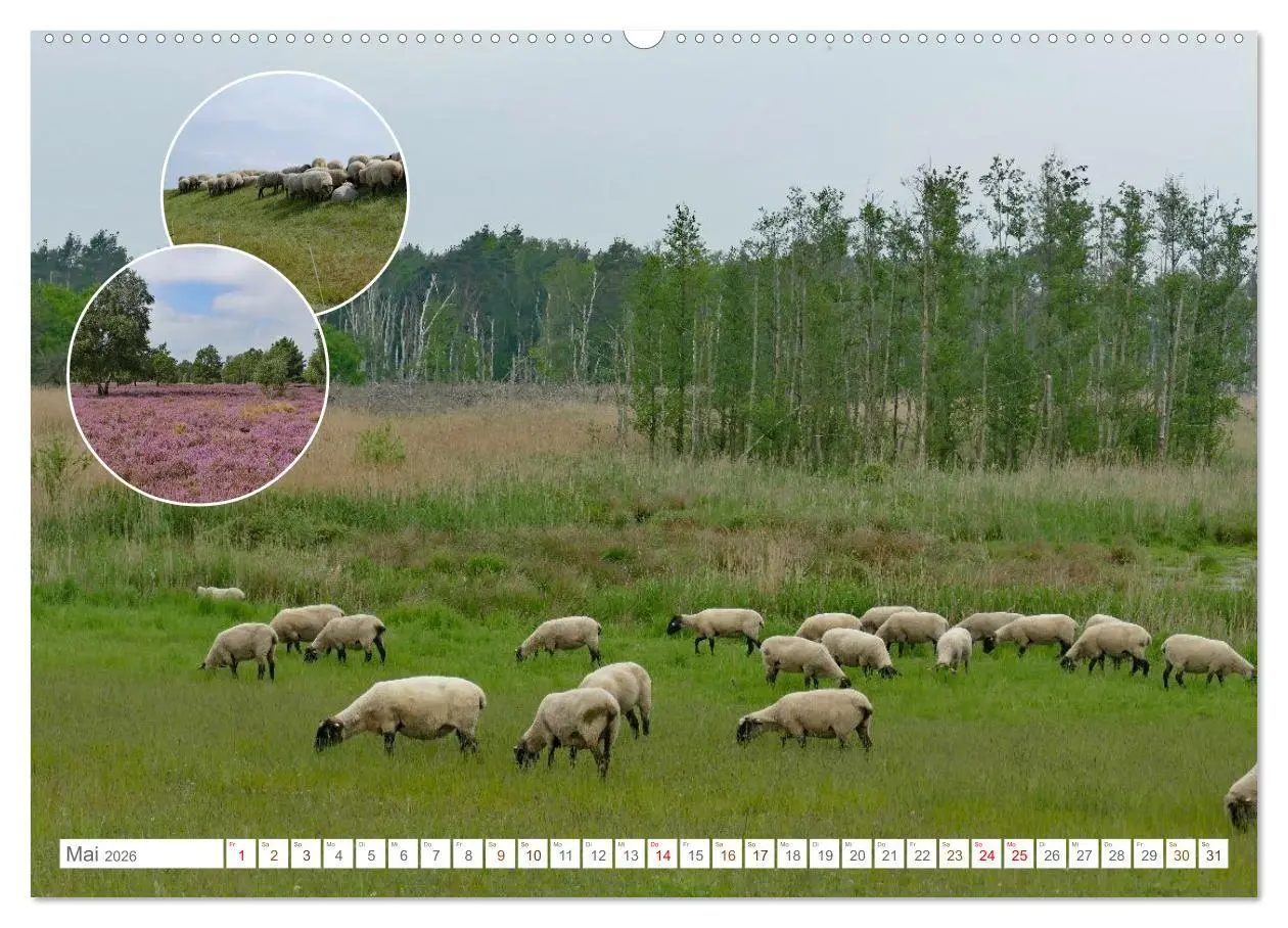 Bild: 9783516725094 | Weidetiere - Landschaftsgestalter seit Jahrhunderten (Wandkalender...