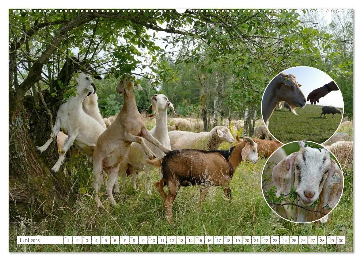 Bild: 9783516725094 | Weidetiere - Landschaftsgestalter seit Jahrhunderten (Wandkalender...
