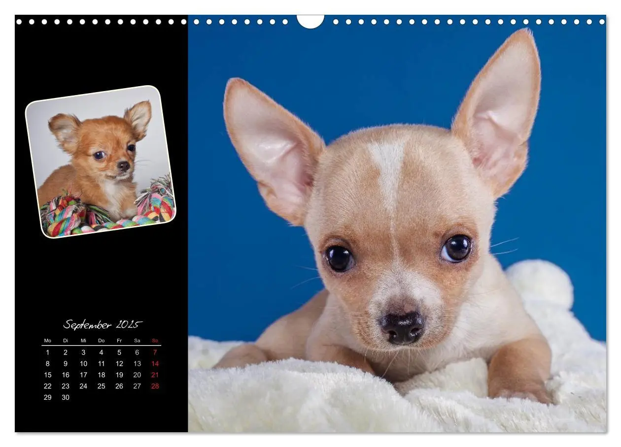 Bild: 9783435835294 | Chihuahua Welpen und Freunde (Wandkalender 2025 DIN A3 quer),...