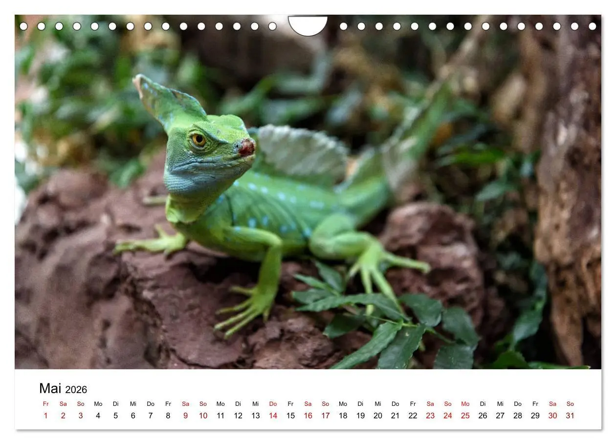 Bild: 9783457925294 | Costa Rica - das Naturparadies (Wandkalender 2026 DIN A4 quer),...