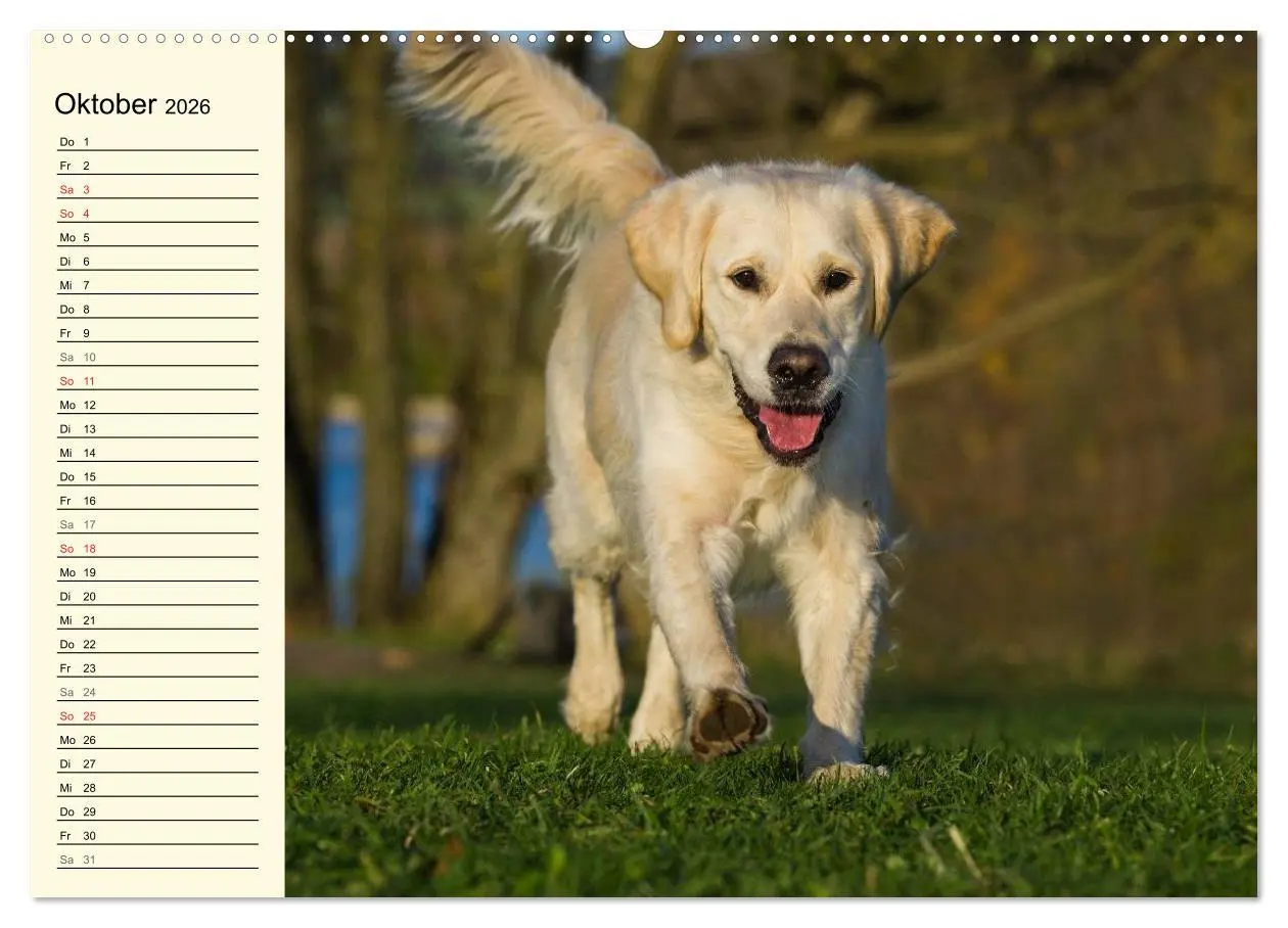 Bild: 9783516005394 | Das Glück hat einen Namen - Golden Retriever (Wandkalender 2026 DIN...