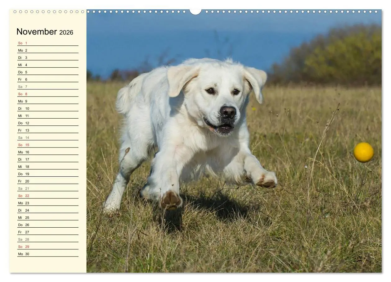 Bild: 9783516005394 | Das Glück hat einen Namen - Golden Retriever (Wandkalender 2026 DIN...