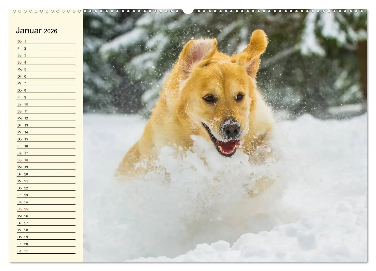 Bild: 9783516005394 | Das Glück hat einen Namen - Golden Retriever (Wandkalender 2026 DIN...
