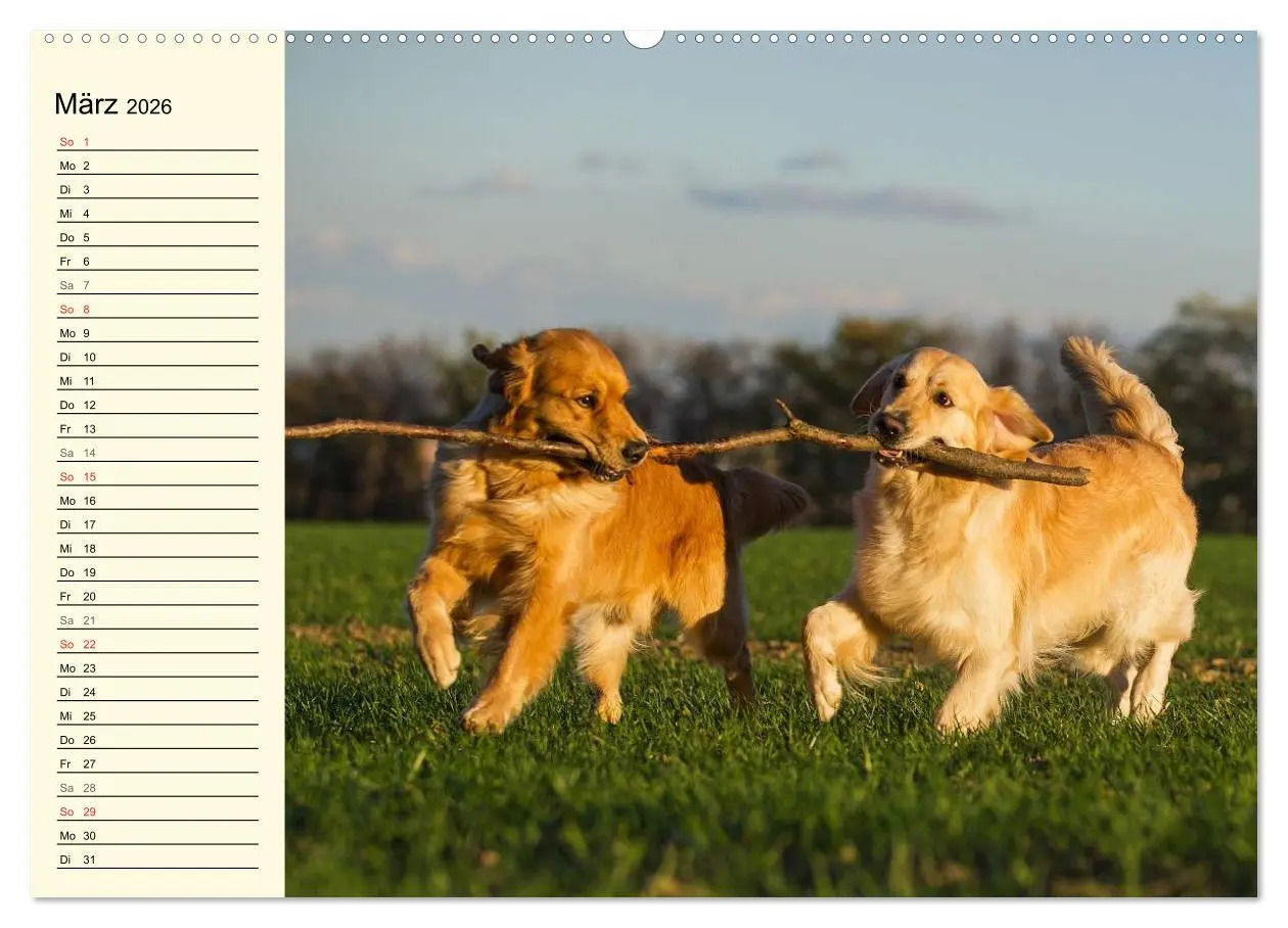 Bild: 9783516005394 | Das Glück hat einen Namen - Golden Retriever (Wandkalender 2026 DIN...