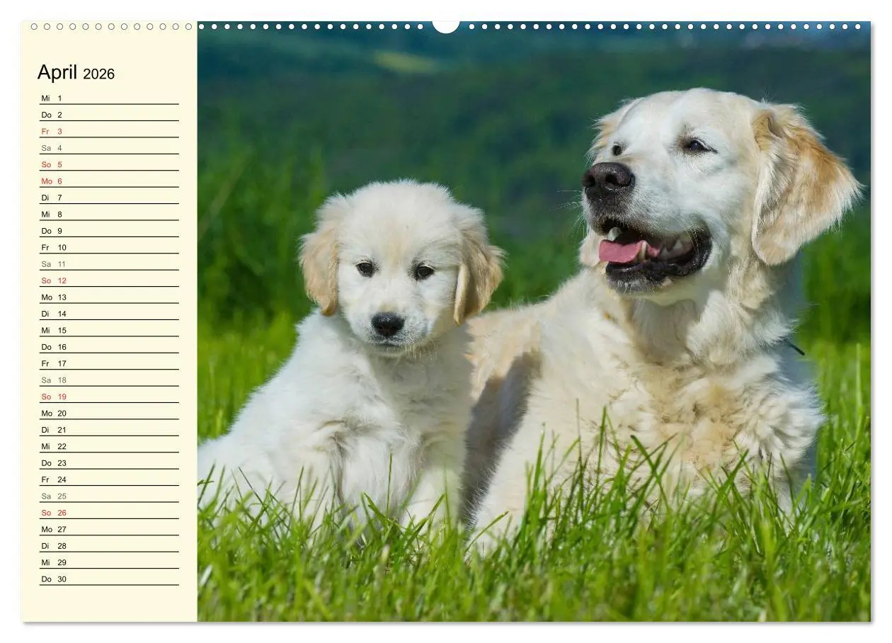 Bild: 9783516005394 | Das Glück hat einen Namen - Golden Retriever (Wandkalender 2026 DIN...