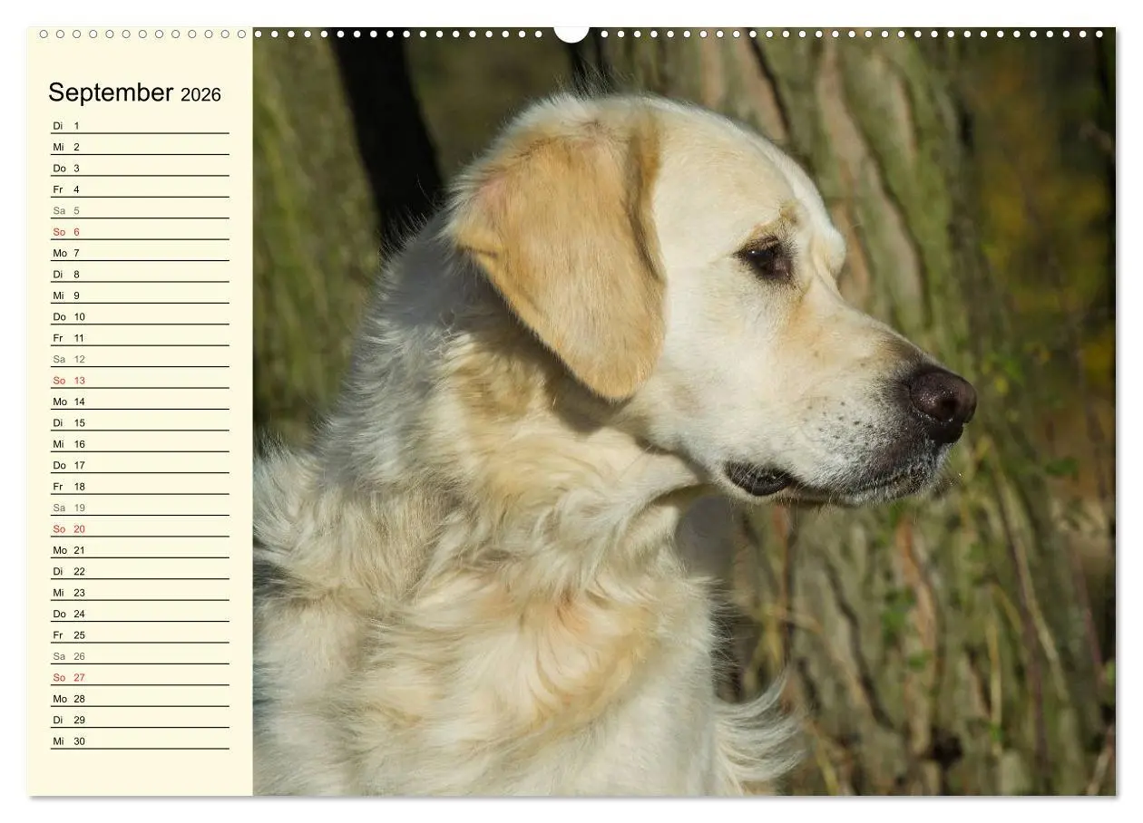 Bild: 9783516005394 | Das Glück hat einen Namen - Golden Retriever (Wandkalender 2026 DIN...