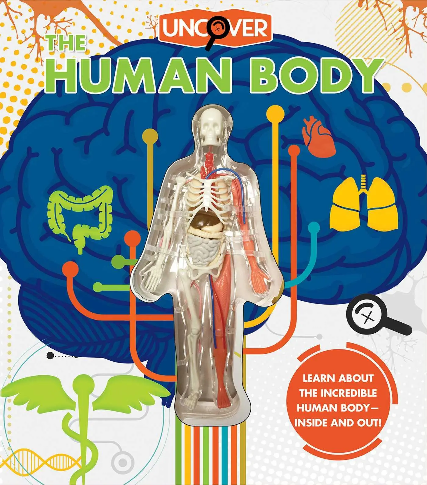 Cover: 9781684125494 | Uncover the Human Body | Luann Colombo | Buch | Gebunden | Englisch