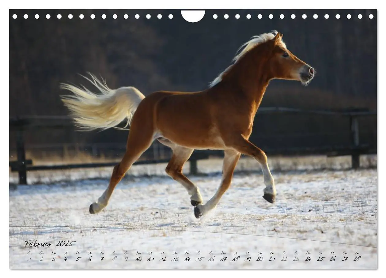 Bild: 9783435505494 | Haflinger-Pferde in Reinzucht (Wandkalender 2025 DIN A4 quer),...