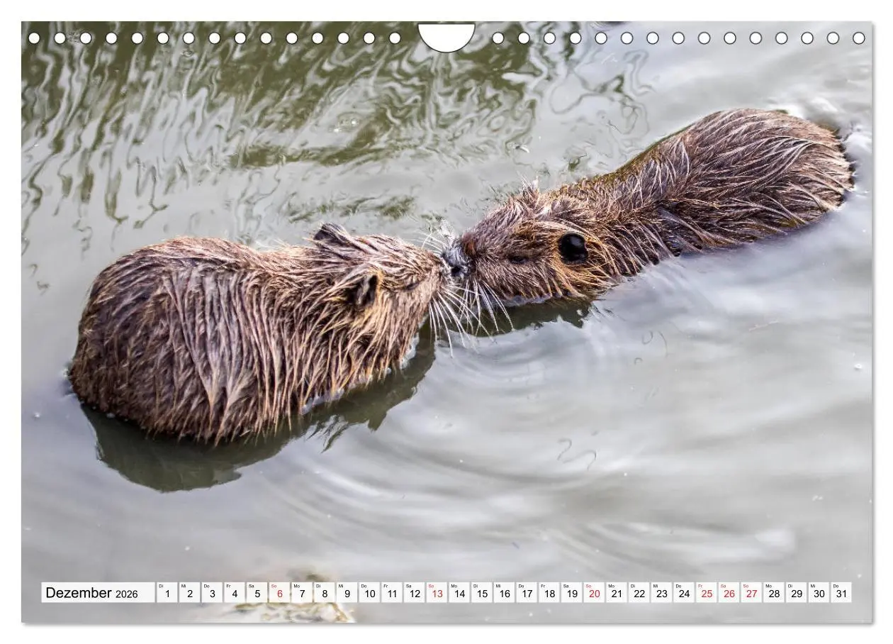 Bild: 9783457825594 | NUTRIA mit Nachwuchs (Wandkalender 2026 DIN A4 quer), CALVENDO...