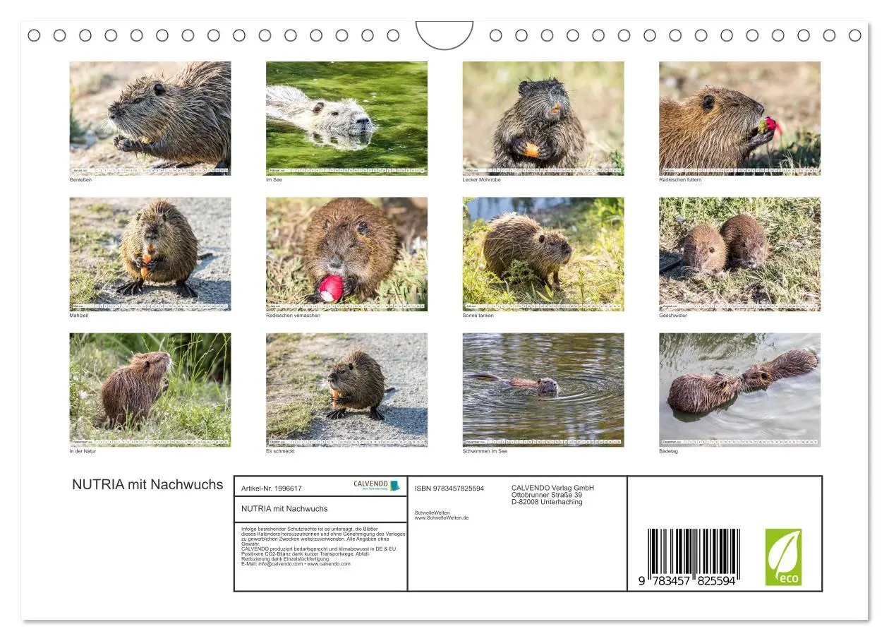 Bild: 9783457825594 | NUTRIA mit Nachwuchs (Wandkalender 2026 DIN A4 quer), CALVENDO...