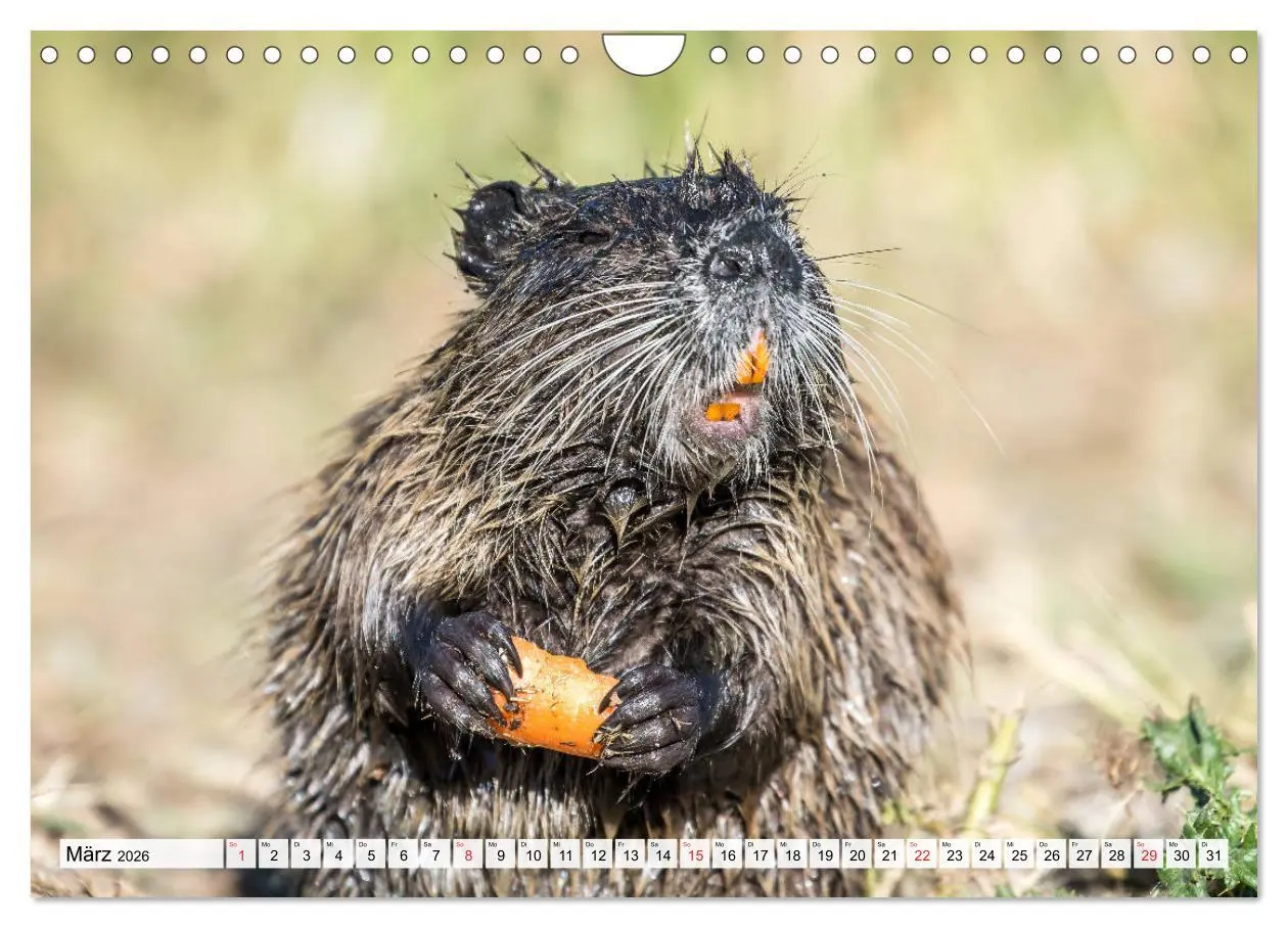 Bild: 9783457825594 | NUTRIA mit Nachwuchs (Wandkalender 2026 DIN A4 quer), CALVENDO...