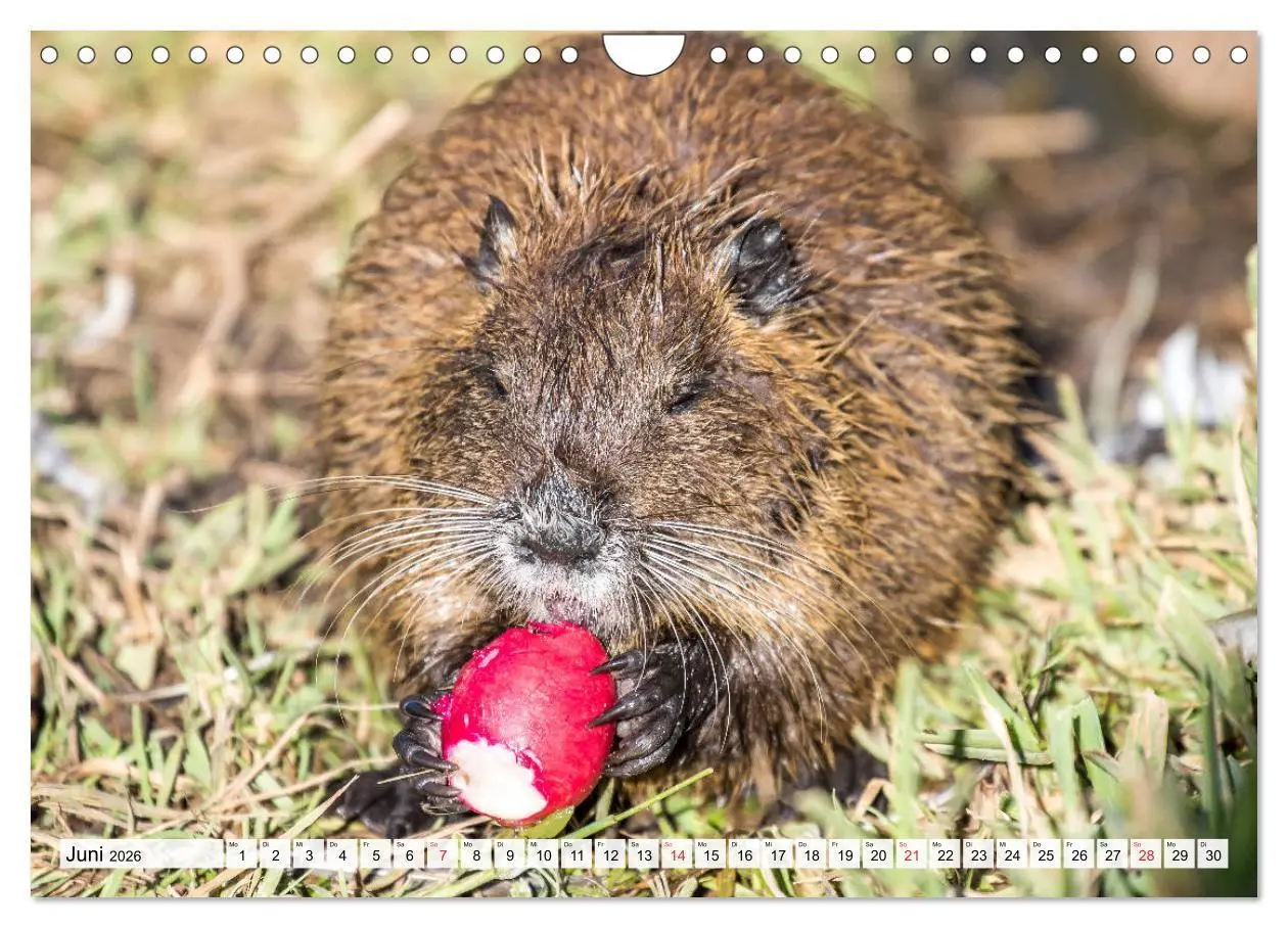 Bild: 9783457825594 | NUTRIA mit Nachwuchs (Wandkalender 2026 DIN A4 quer), CALVENDO...