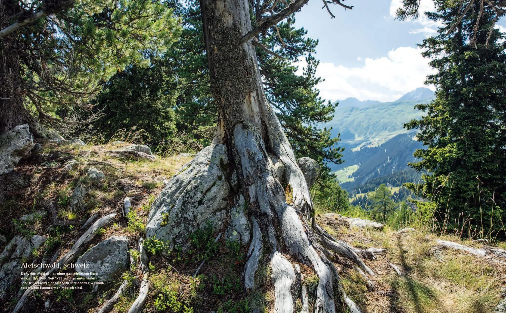 Bild: 9783791385594 | Into the Woods: Pilze suchen und Glück finden | Moritz Schmid | Buch