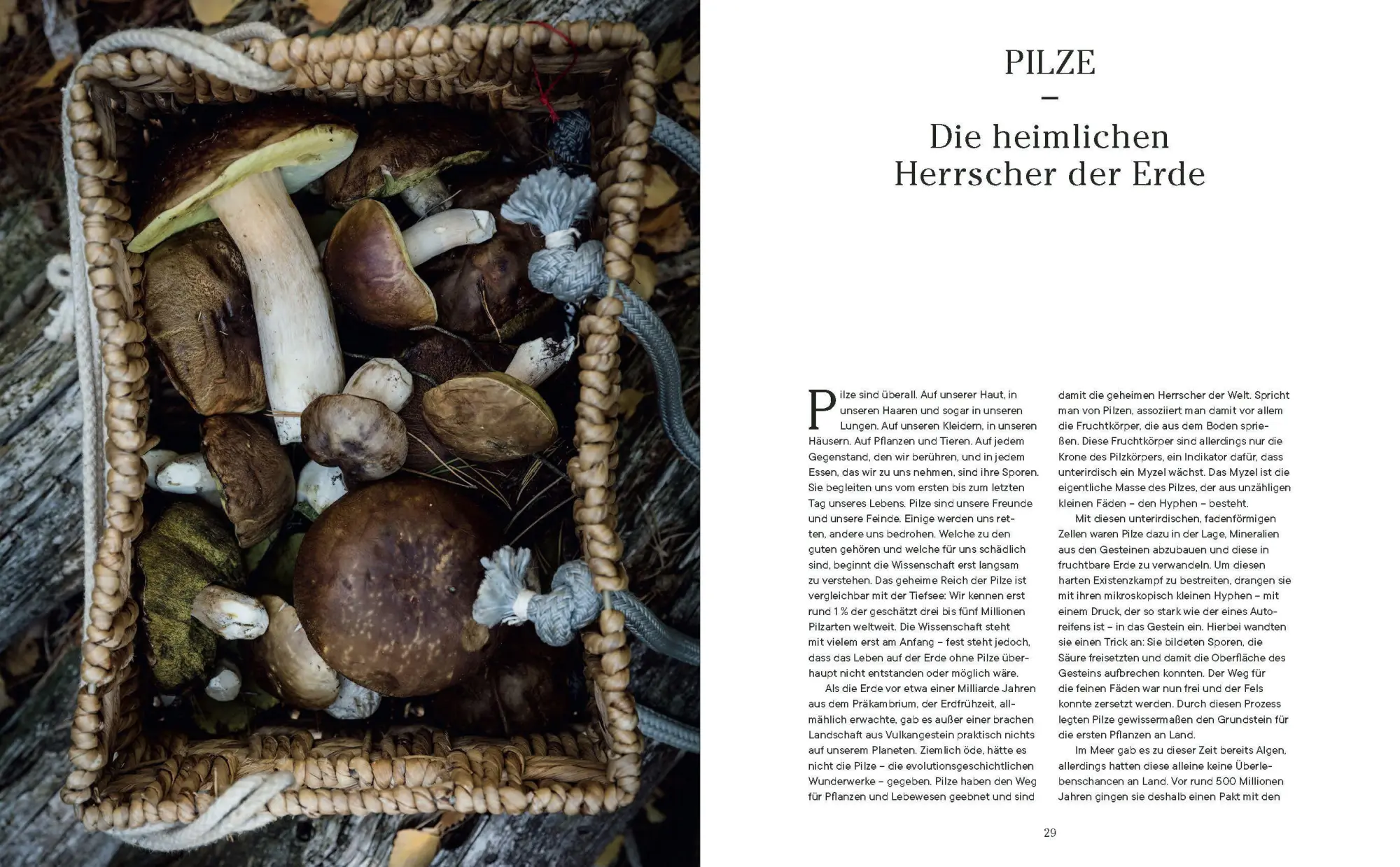Bild: 9783791385594 | Into the Woods: Pilze suchen und Glück finden | Moritz Schmid | Buch