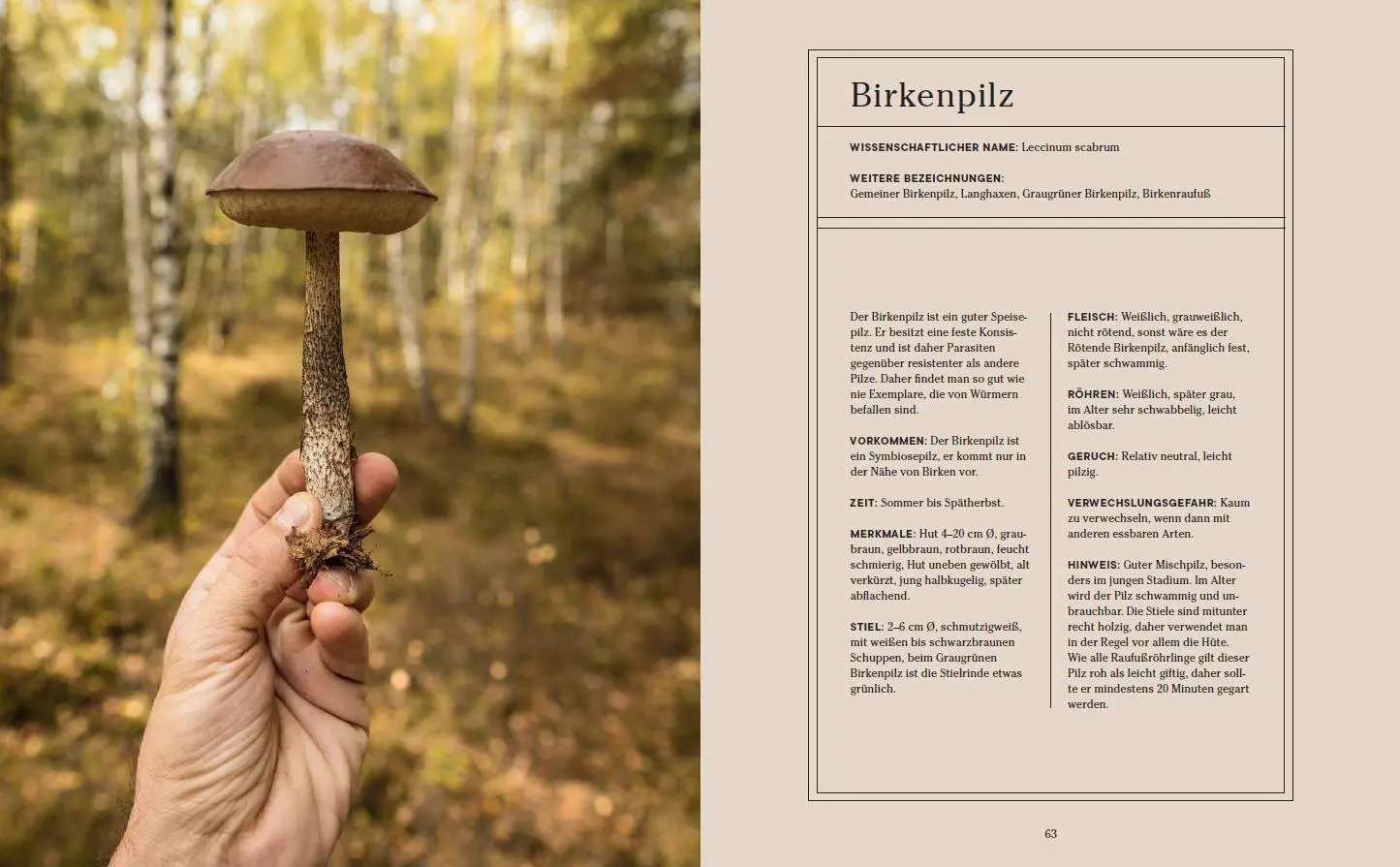 Bild: 9783791385594 | Into the Woods: Pilze suchen und Glück finden | Moritz Schmid | Buch