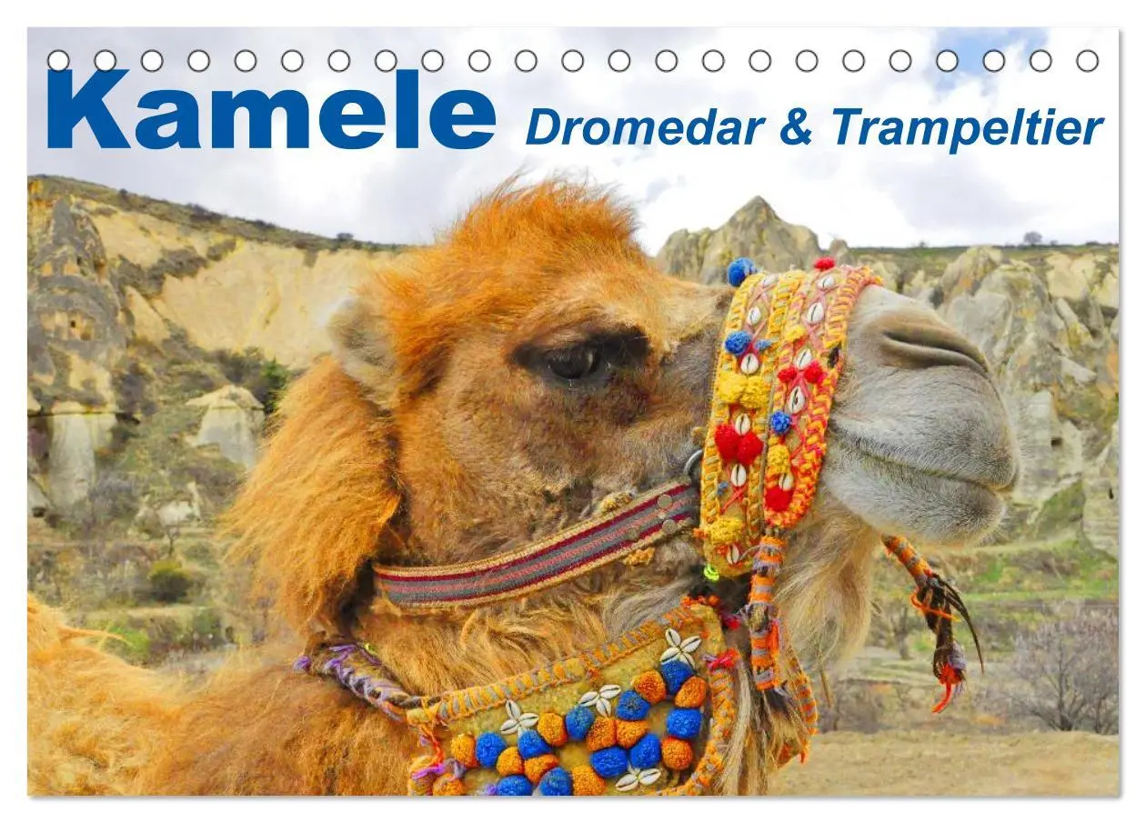 Cover: 9783516145694 | Kamele ¿ Dromedar &amp; Trampeltier (Tischkalender 2026 DIN A5 quer),...