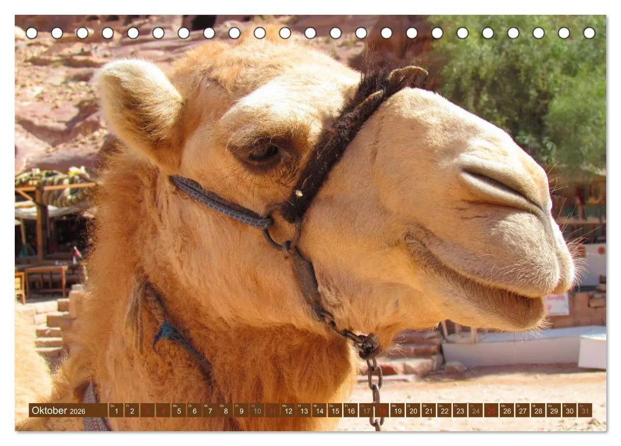 Bild: 9783516145694 | Kamele ¿ Dromedar &amp; Trampeltier (Tischkalender 2026 DIN A5 quer),...