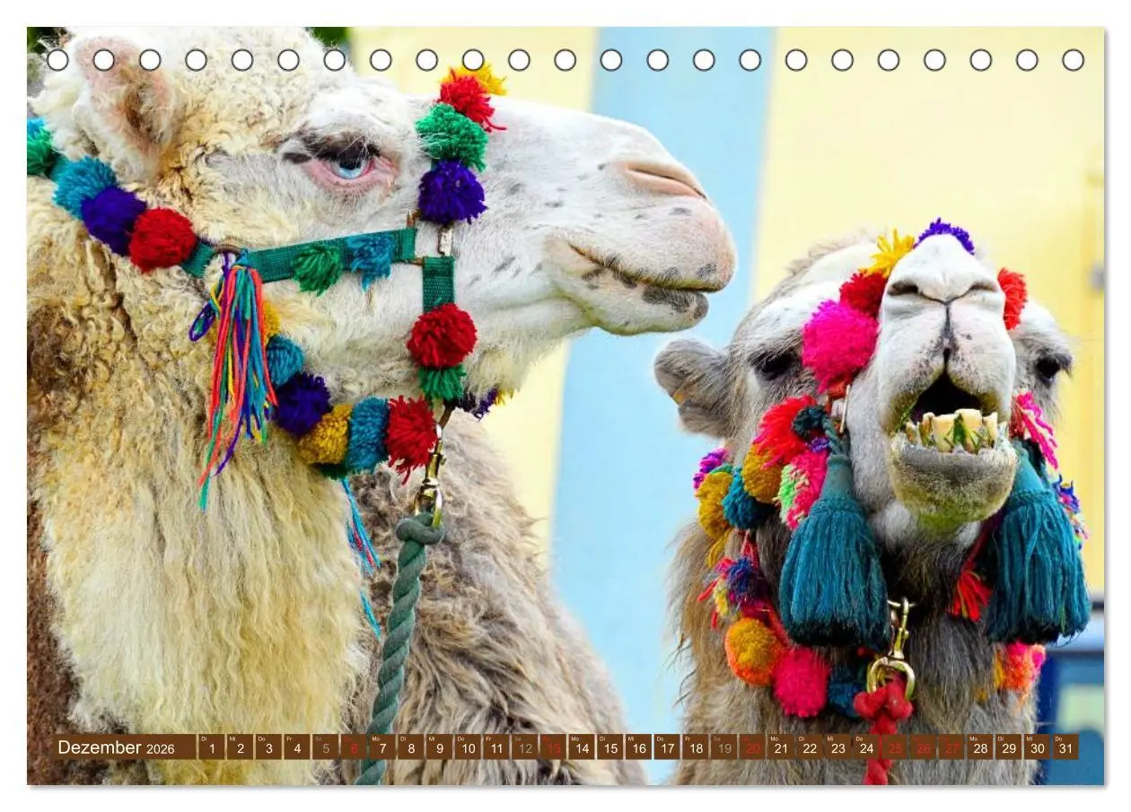 Bild: 9783516145694 | Kamele ¿ Dromedar &amp; Trampeltier (Tischkalender 2026 DIN A5 quer),...