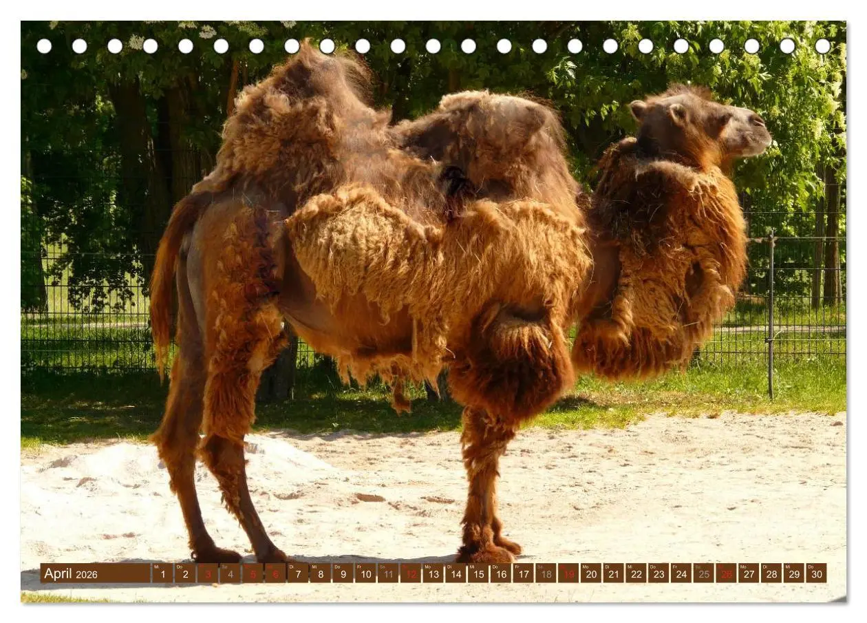 Bild: 9783516145694 | Kamele ¿ Dromedar &amp; Trampeltier (Tischkalender 2026 DIN A5 quer),...