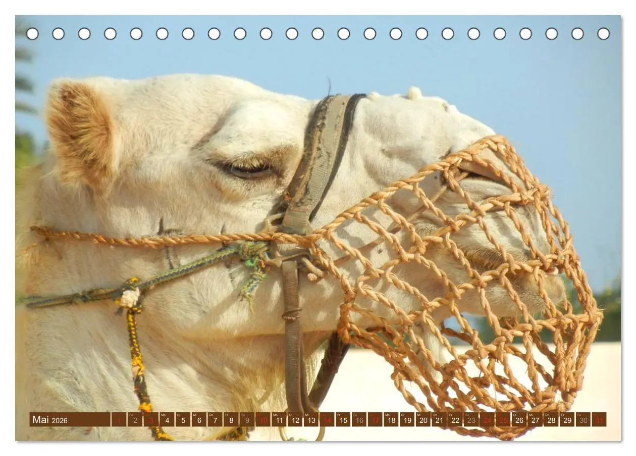 Bild: 9783516145694 | Kamele ¿ Dromedar &amp; Trampeltier (Tischkalender 2026 DIN A5 quer),...