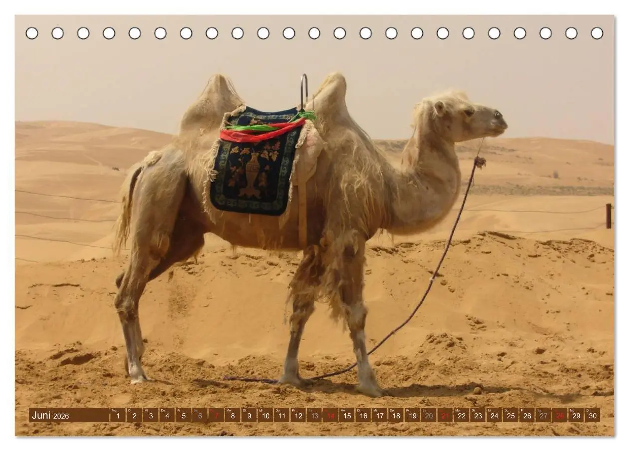 Bild: 9783516145694 | Kamele ¿ Dromedar &amp; Trampeltier (Tischkalender 2026 DIN A5 quer),...