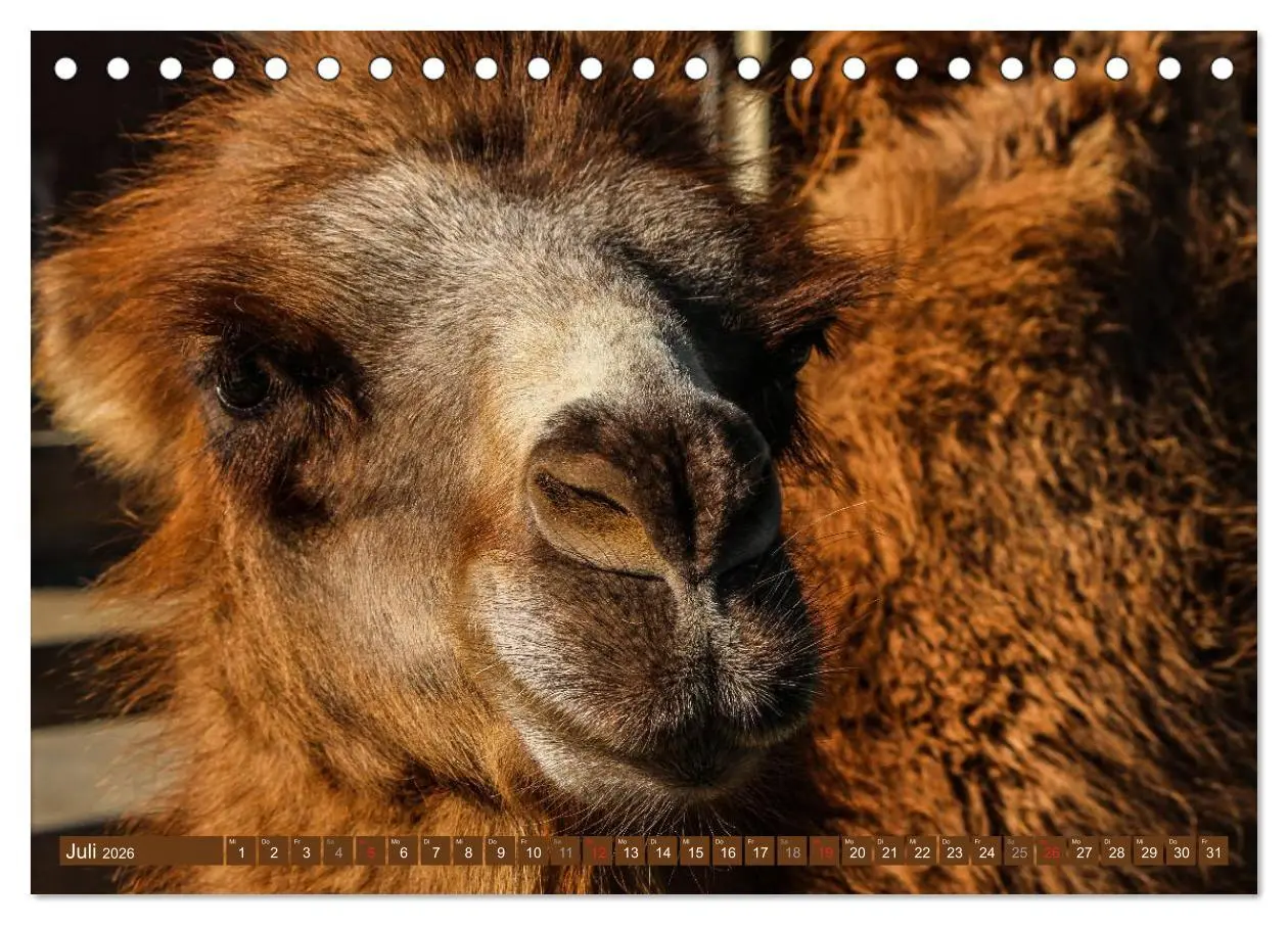 Bild: 9783516145694 | Kamele ¿ Dromedar &amp; Trampeltier (Tischkalender 2026 DIN A5 quer),...