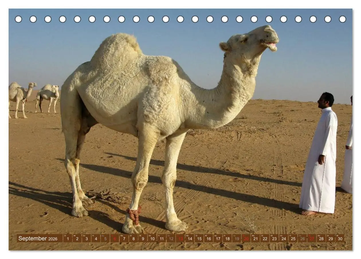 Bild: 9783516145694 | Kamele ¿ Dromedar &amp; Trampeltier (Tischkalender 2026 DIN A5 quer),...