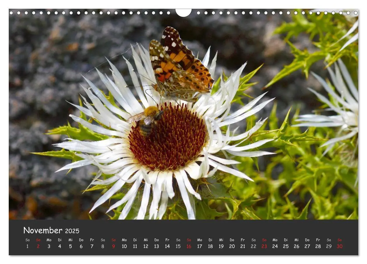 Bild: 9783435705894 | Wunderschöne Schmetterlinge (Wandkalender 2025 DIN A3 quer),...